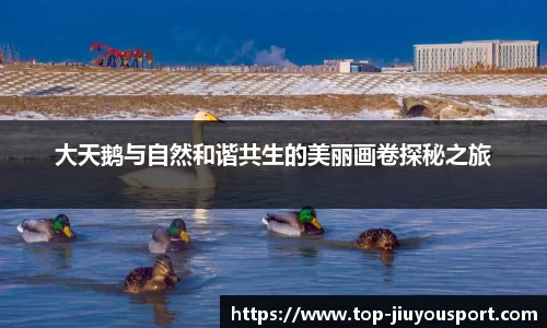 大天鹅与自然和谐共生的美丽画卷探秘之旅